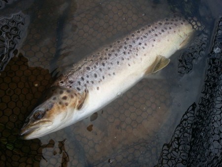 tay-sea-trout