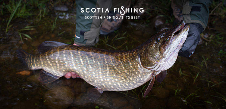 big-pike-in-scotland-uk-23
