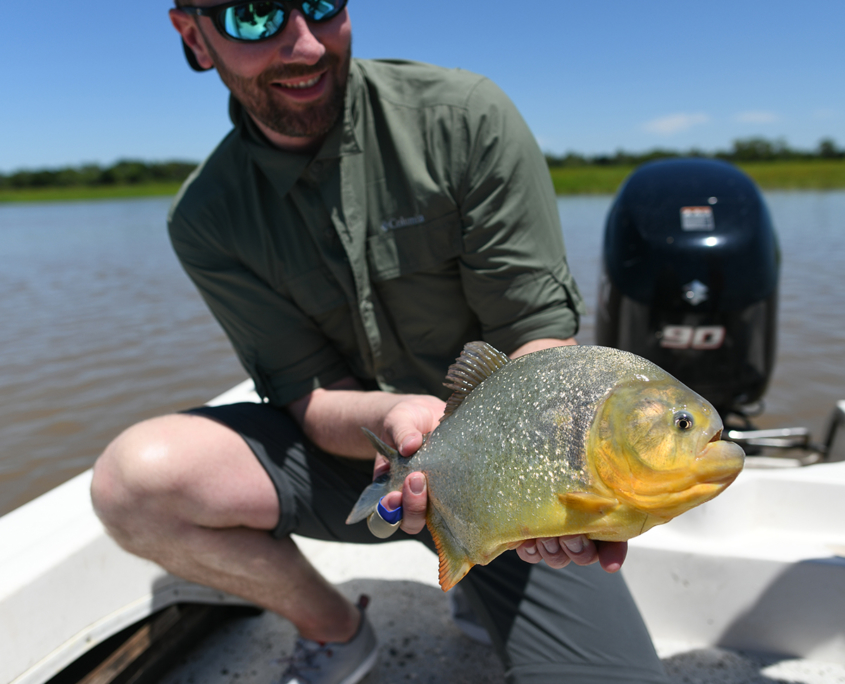 piranha-fly-fishing-palometa