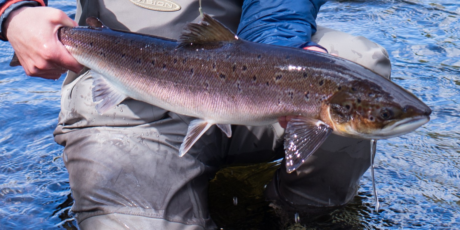 scottish-baggot-salmon