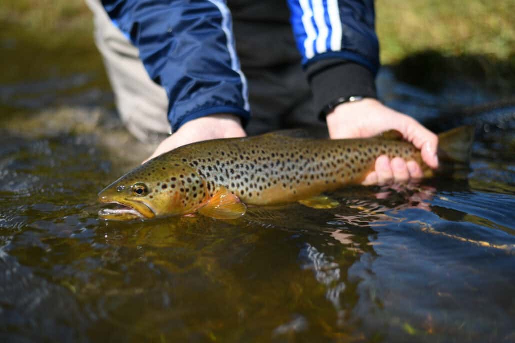 scottish-trout-fishing-report-2024