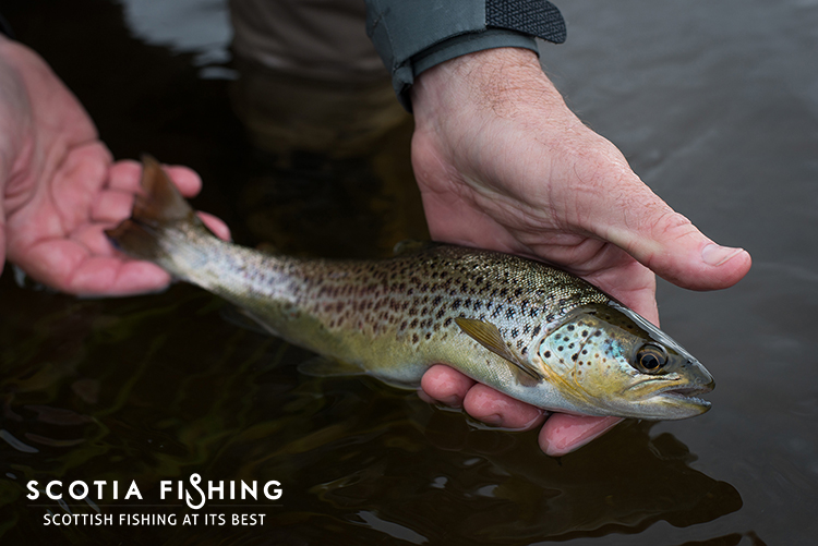 trout-fly-fishing-trips-near-loch-lomond-cameron-house