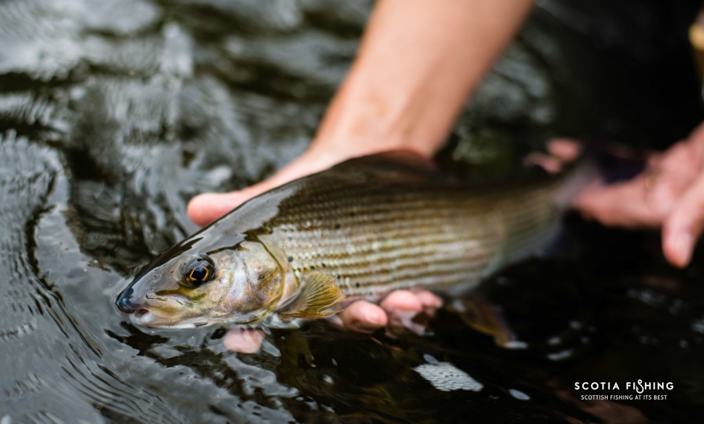 grayling-scotland