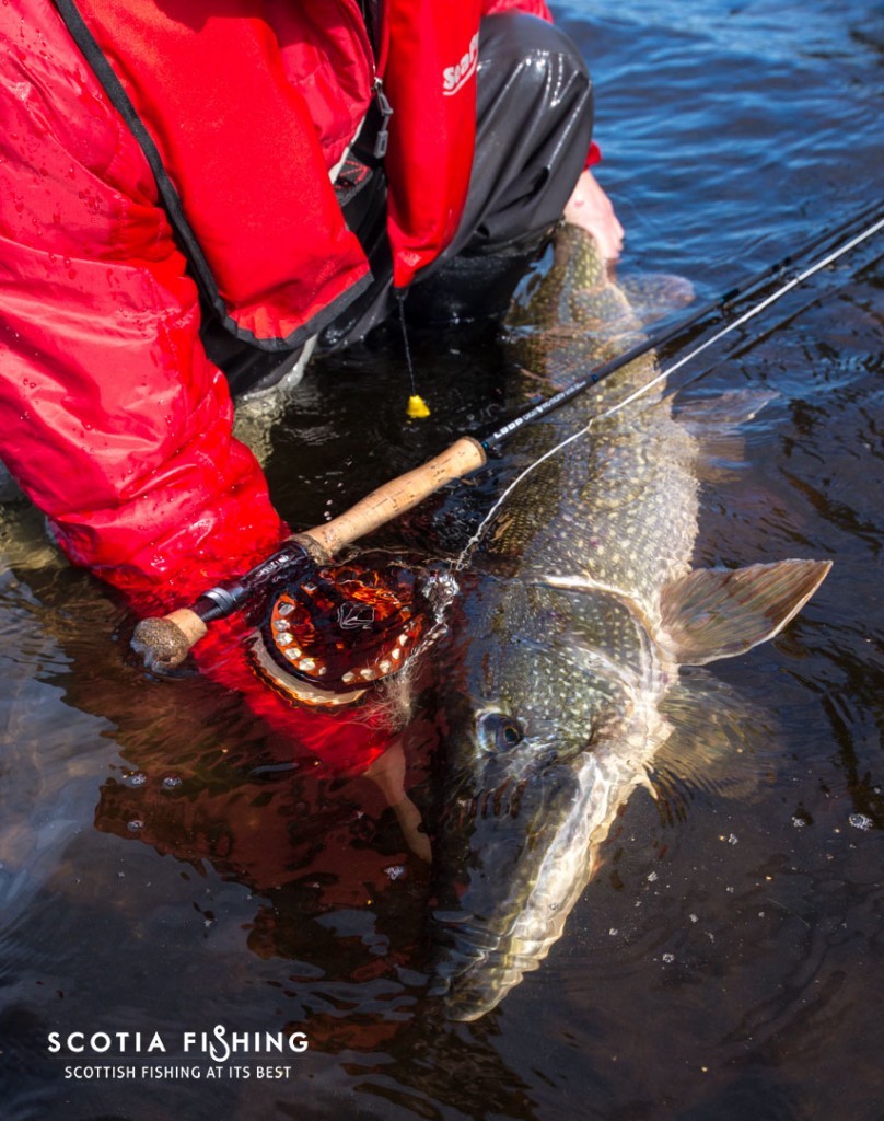 pike-fly-fishing-stirling-00