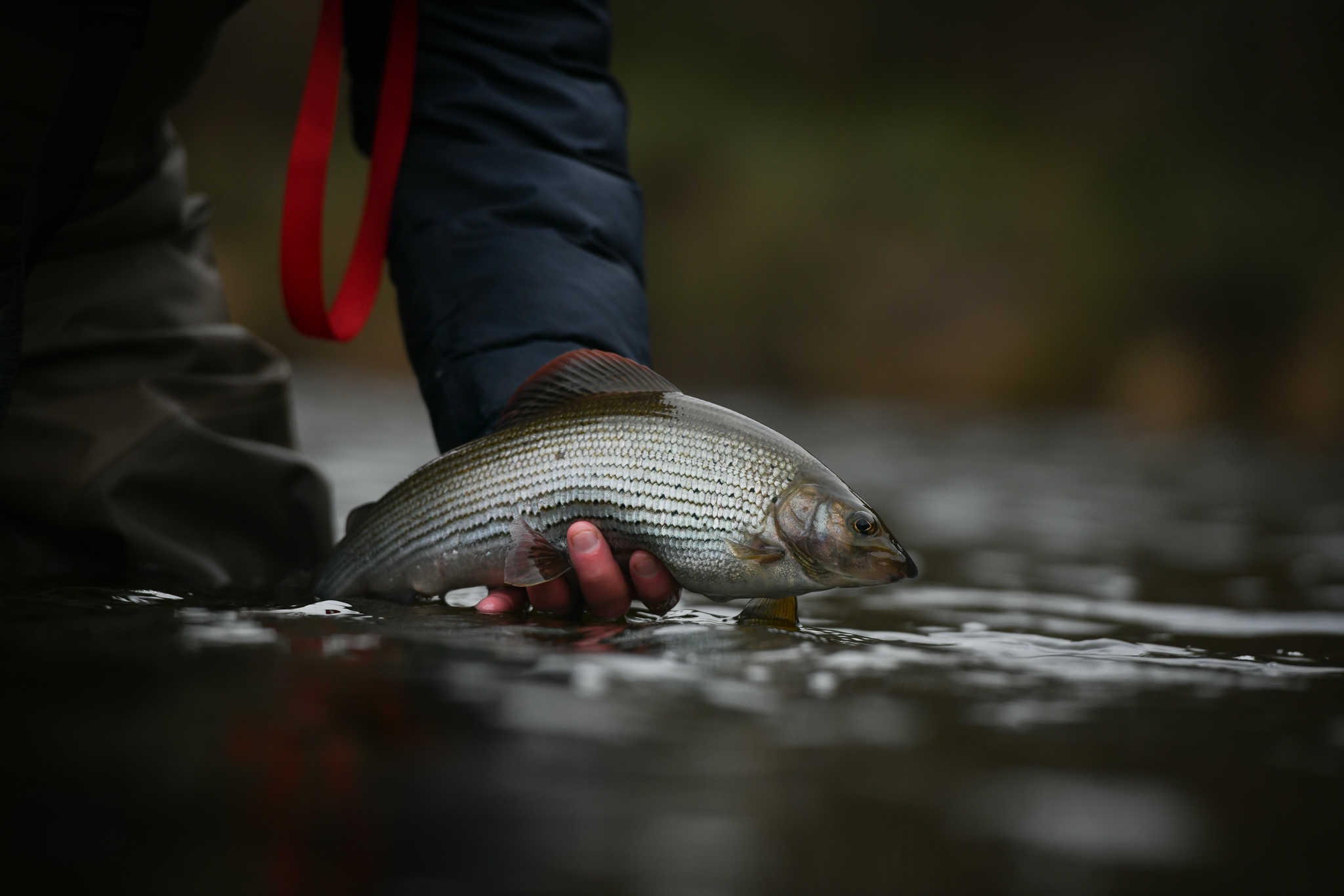 Grayling in Scotland