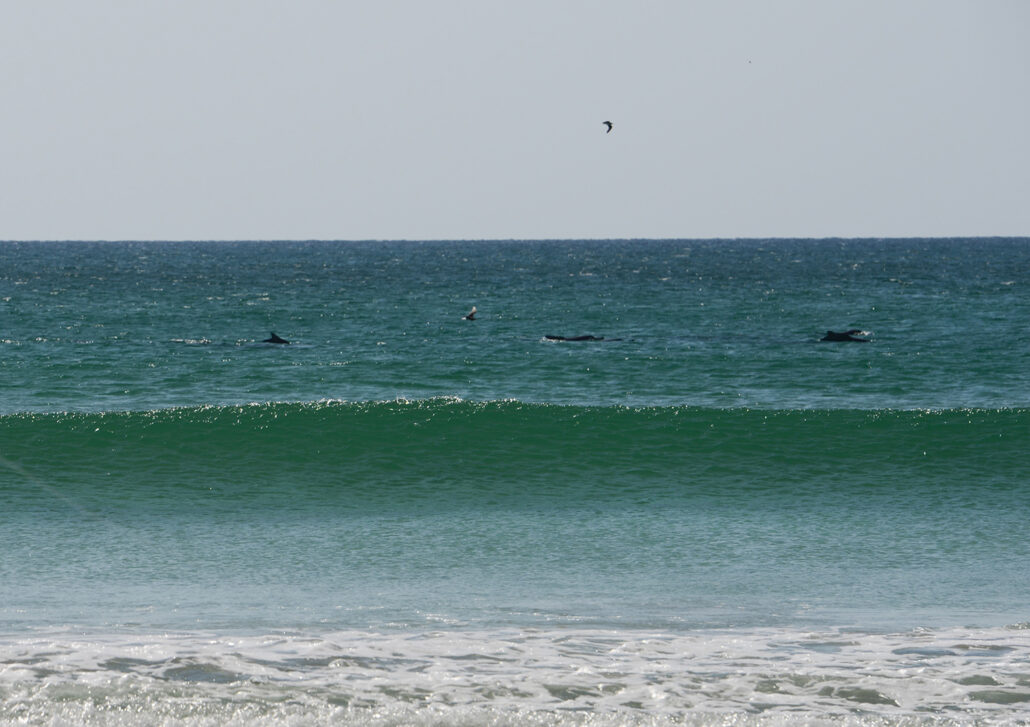 dolphins-oman