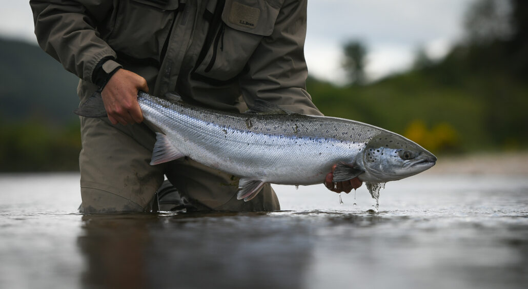 salmon-fly-fishing-near-st-andrews-scotland