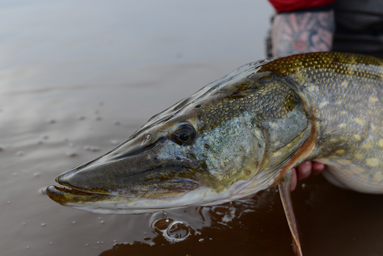 Best Pike Fishing in Scotland Near Edinburgh