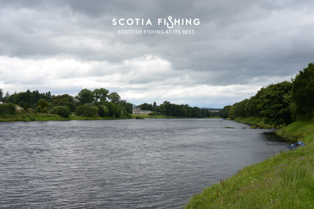 lower-tay-salmon
