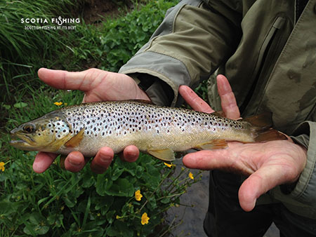 trout-fly-fishing-in-scotland