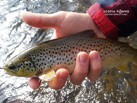 tweed-fishing-in-scotland